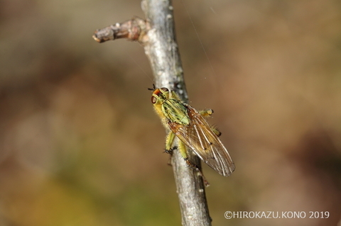 ヒメフンバエ1220-2_1.jpg
