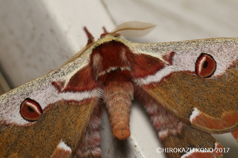 ヒメヤママユ1027-2_1.jpg
