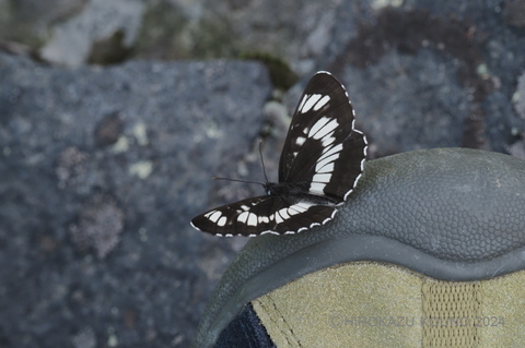 フタスジチョウ0710.jpg