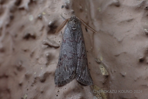 ホソバトガリエダシャク0223-1.jpg