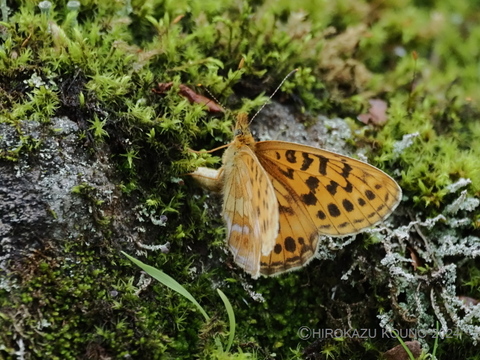ホソバヒョウモン0709-1.jpg