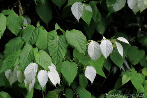 マタタビ0601-2.JPG