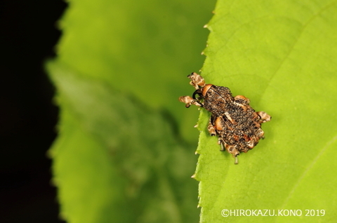 マダラアシゾウムシ0717-2_1.jpg