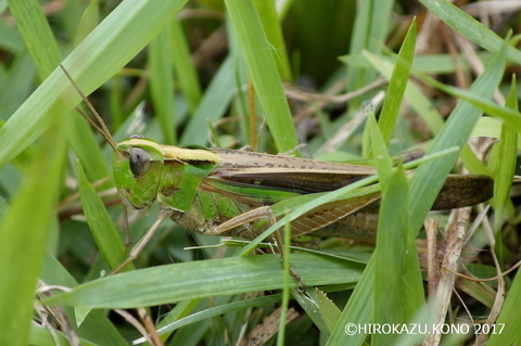 マダラバッタ0821-2_1.jpg