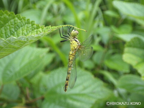 マユタテアカネ0706_1.jpg