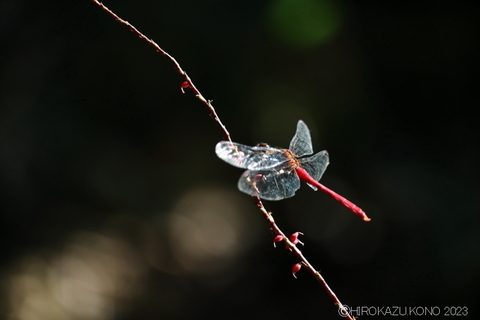 マユタテアカネ1020-2.JPG