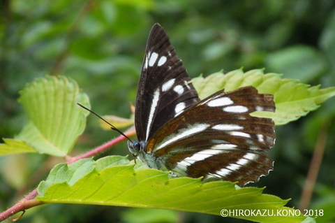 ミスジチョウ0610-2_1.jpg