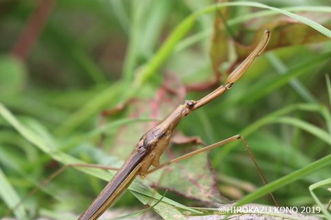 ミズカマキリ0825_1.jpg