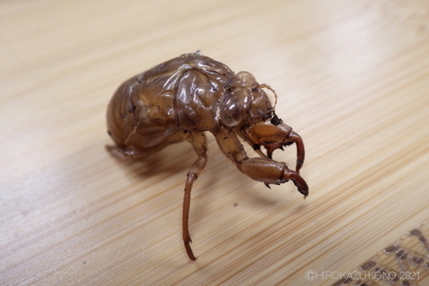 ミンミンゼミ0705.JPG