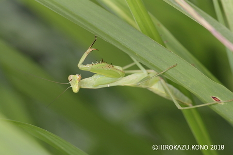 ムネアカハラビロカマキリ0726_1.jpg
