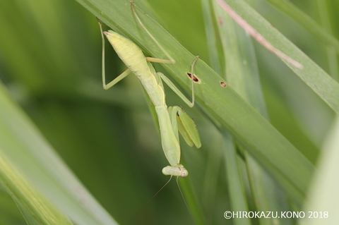 ムネアカハラビロカマキリ0726_2_1.jpg