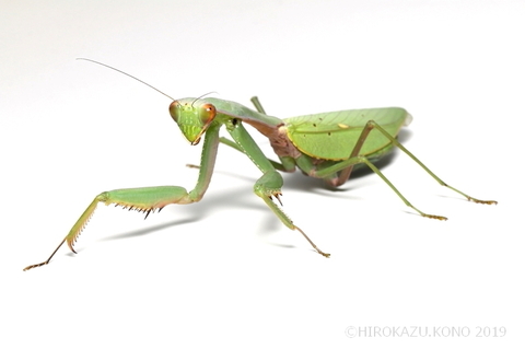 ムネアカハラビロカマキリ1028-1_1.jpg