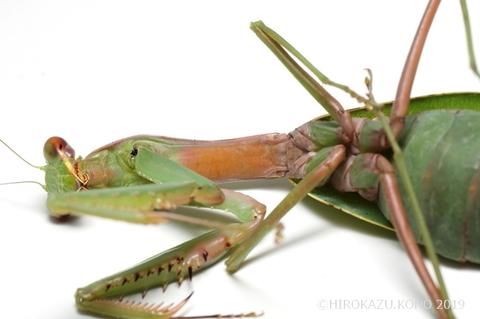 ムネアカハラビロカマキリ1028-2_1.jpg