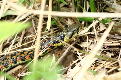 ヤマカガシ0502_1.jpg