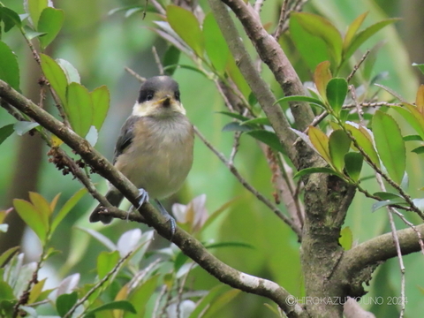 ヤマガラ0526-2.JPG