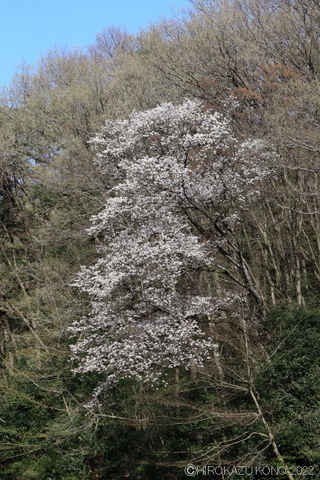 ヤマザクラ0406-1.JPG