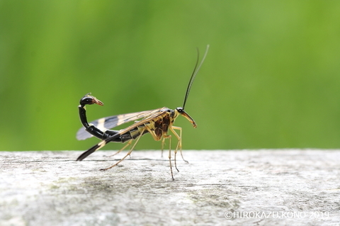 ヤマトシリアゲ0509-3_1.jpg