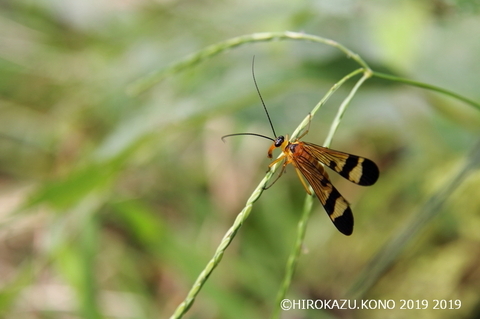 ヤマトシリアゲ0912_1.jpg