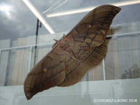 ヤママユ0916_1.jpg