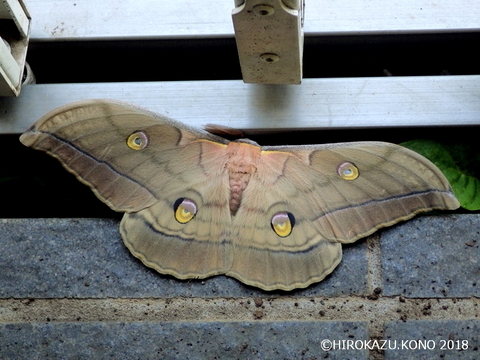 ヤママユ0917_1.jpg