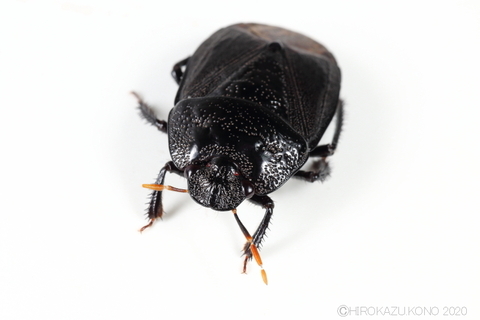 ヨコヅナツチカメムシ1014-4.JPG
