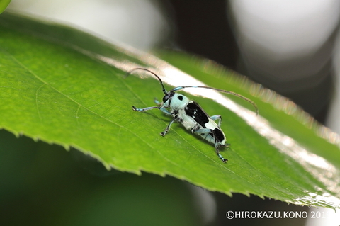 ラミーカミキリ0523_1.jpg