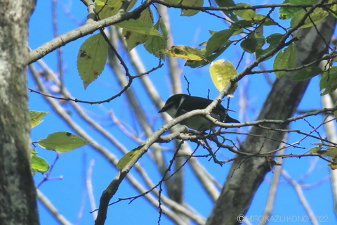 リュウキュウサンショウクイ1203-2.JPG