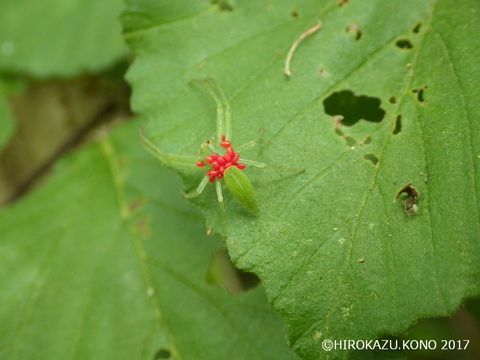 ワカバグモ0509-2_1.jpg