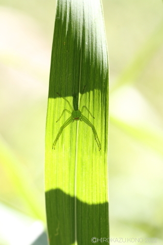 ワカバグモ1020.JPG