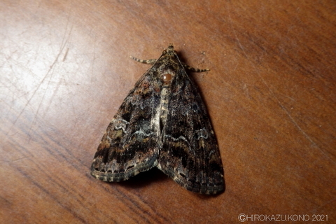 不明種0520.JPG