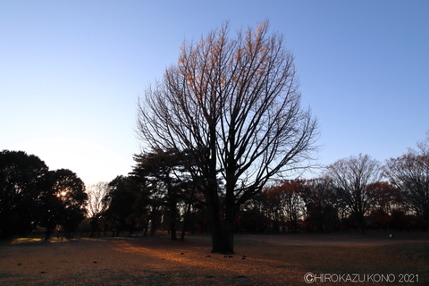 大イチョウ1215.JPG