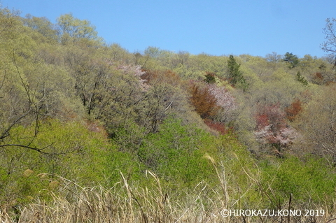 春景色0413-2_1.jpg