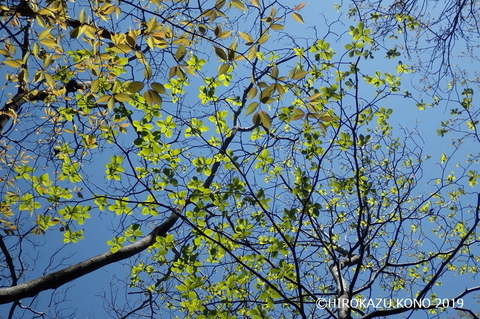 春景色0413-4_1.jpg