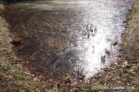 湿地0216-1_1.jpg