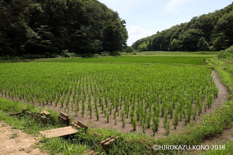 田んぼ0711_1.jpg
