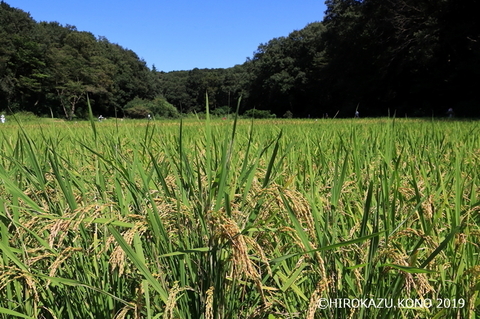 田んぼ0925_1.jpg