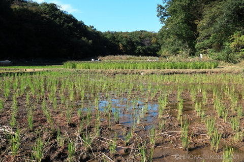 田んぼ1103.JPG