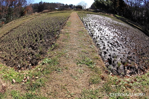 田んぼ1222_1.jpg