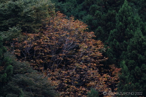 紅葉1025-2.JPG