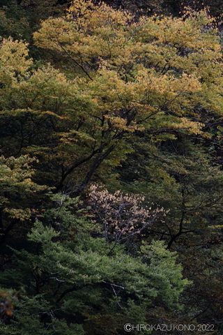 紅葉1025-3.JPG