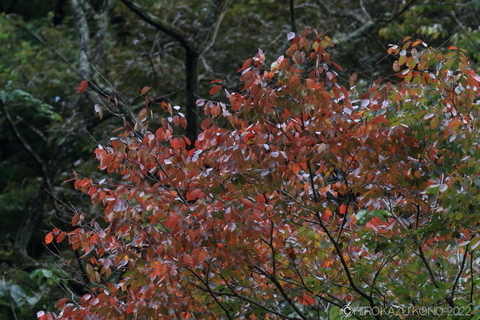 紅葉1025-4.JPG