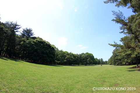 芝生0523-1_1.jpg