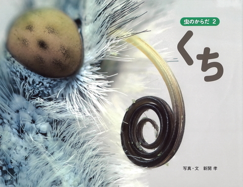 虫のからだ  ２ くち.JPG