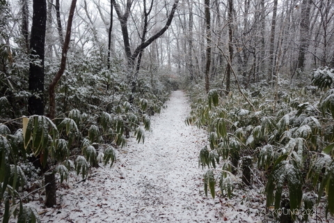 雪景色0303.JPG