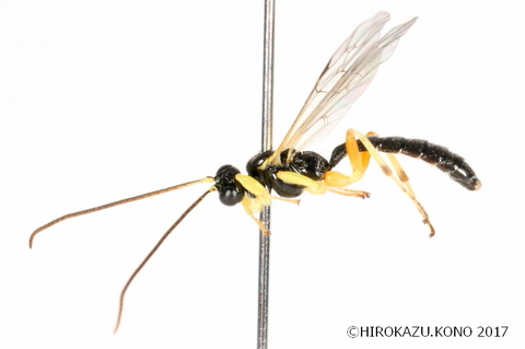 Gregopimpla.sp0316-5_1.jpg