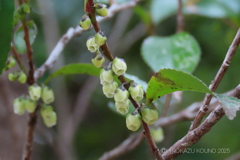 ヒサカキ雄花0315.JPG
